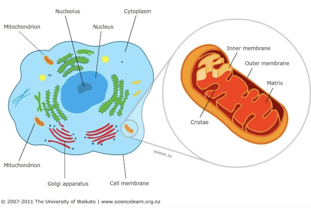 Khám Phá Mitochondria: Bộ Pin Của Tế Bào 2 537278020 122131011422907129 5230776781071144602 n