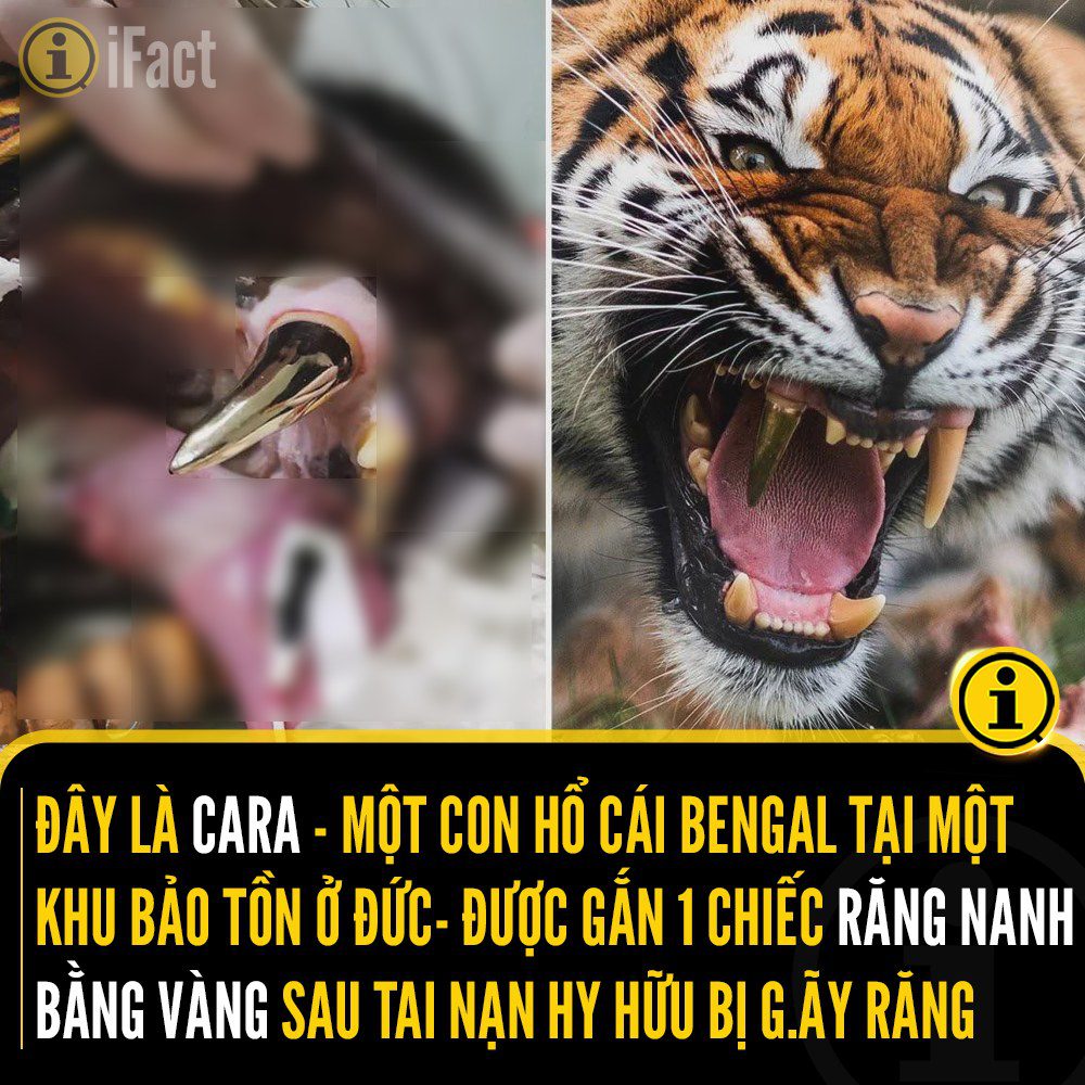 Hổ Bengal tại Đức được gắn nanh vàng sau phẫu thuật đặc biệt 2 544654368 1208150118017476 3129251671533774044 n