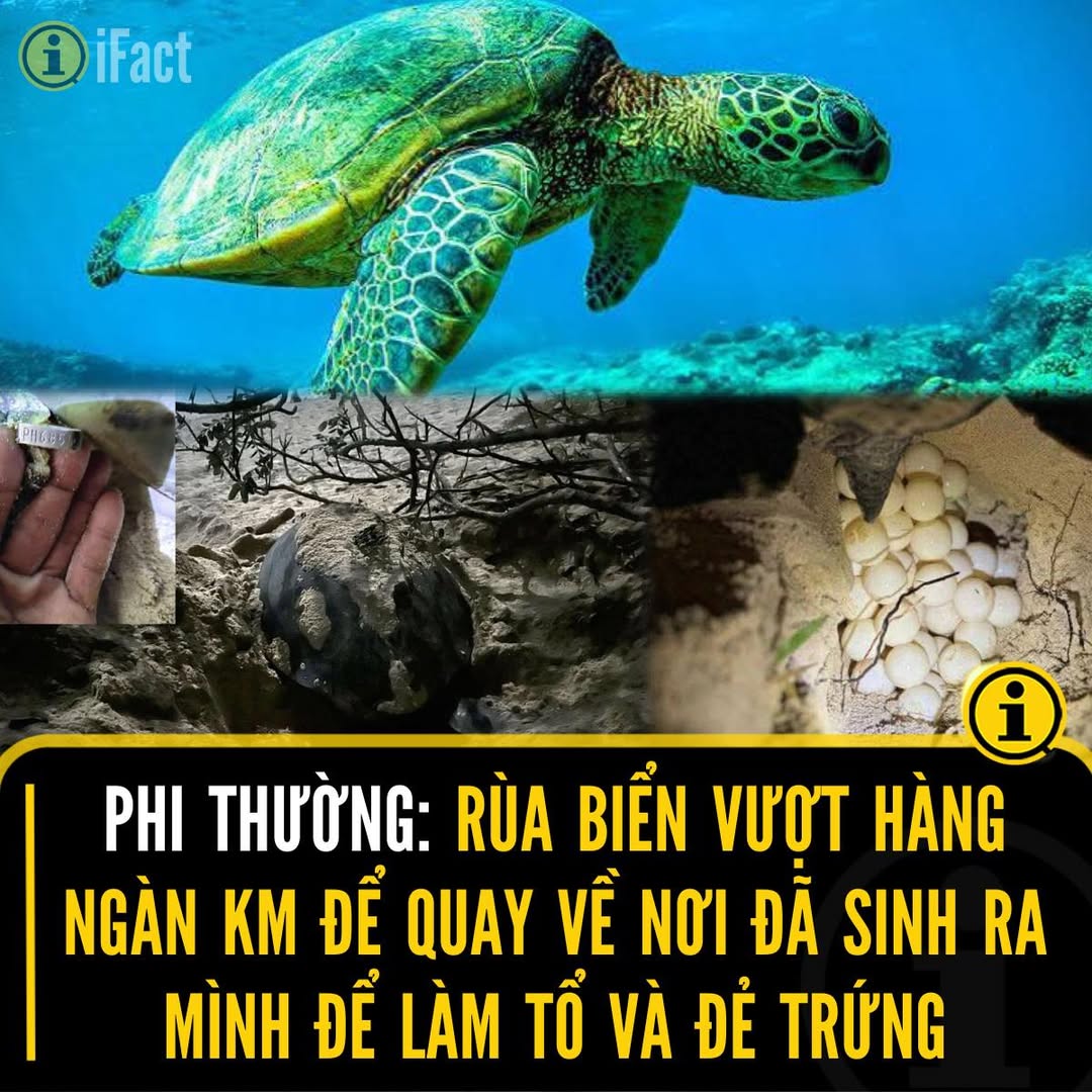 Rùa mẹ từ Philippines trở về Côn Đảo để đẻ trứng 2 Rùa mẹ
