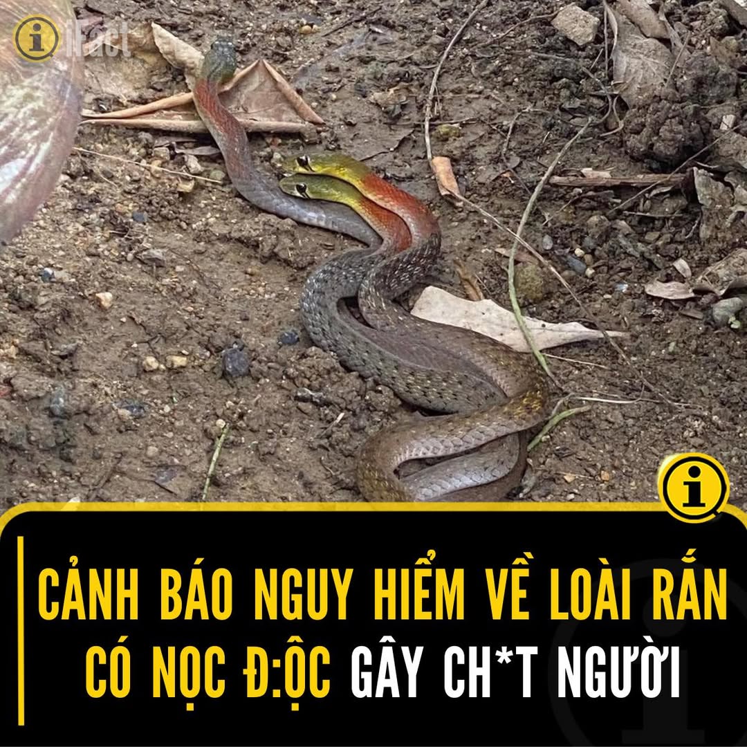 Rắn hoa cỏ cổ đỏ: Có độc hay không? 2 544826496 1209265674572587 4015904359369329599 n