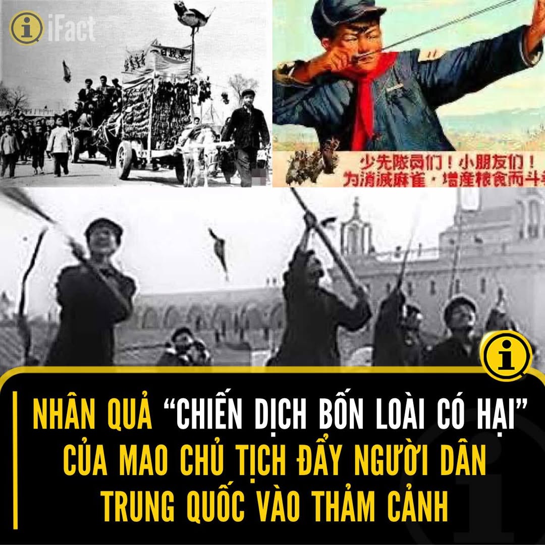 Hệ lụy từ cuộc chiến tiêu diệt chim sẻ của Mao Trạch Đông 2 545289612 1209248134574341 5966048826682599567 n