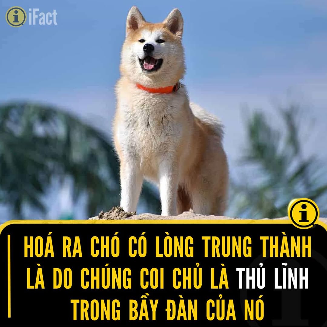 Chó và nguồn gốc từ sói: Tình bạn bền chặt với con người 2 546212086 1209018307930657 3995742807821865219 n