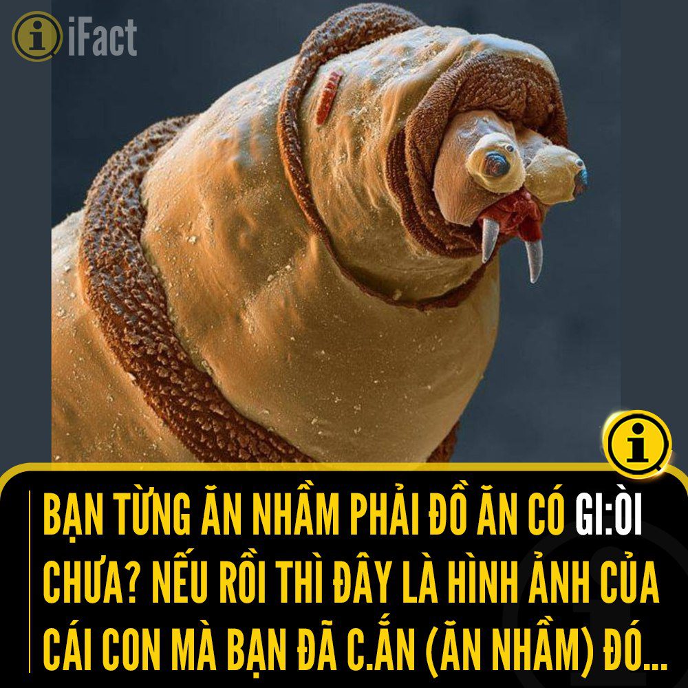 Khám Phá Thế Giới Kỳ Diệu Của Ấu Trùng Ruồi 2 546428993 1209786327853855 5044411765413623168 n