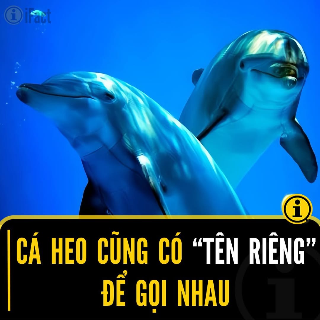 Cá heo mũi chai và cách giao tiếp đặc biệt của chúng 2 547801446 1213129810852840 1680490487268762857 n