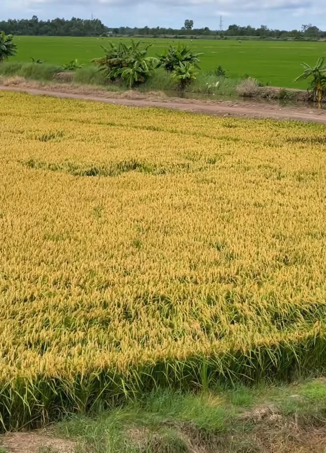 Câu chuyện cắt lúa và những con số ấn tượng 3 548193945 1236115715227671 3432659595771561737 n