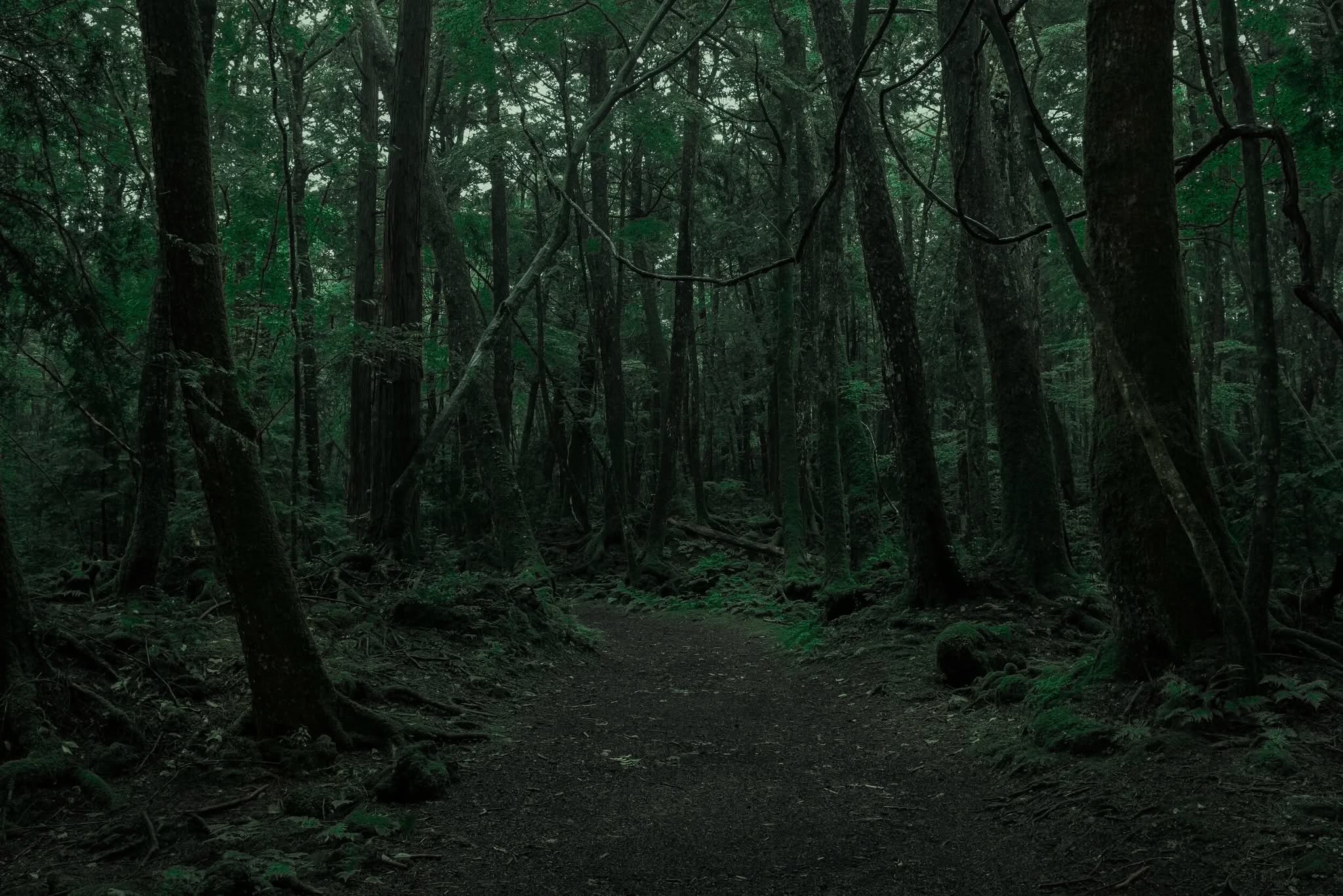 Những Câu Chuyện Rùng Rợn Từ Rừng Aokigahara 2 548210116 1331134001908860 931814720358099801 n