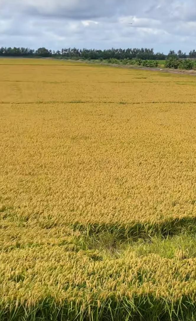 Câu chuyện cắt lúa và những con số ấn tượng 4 548304990 1236115755227667 3179046846504497359 n