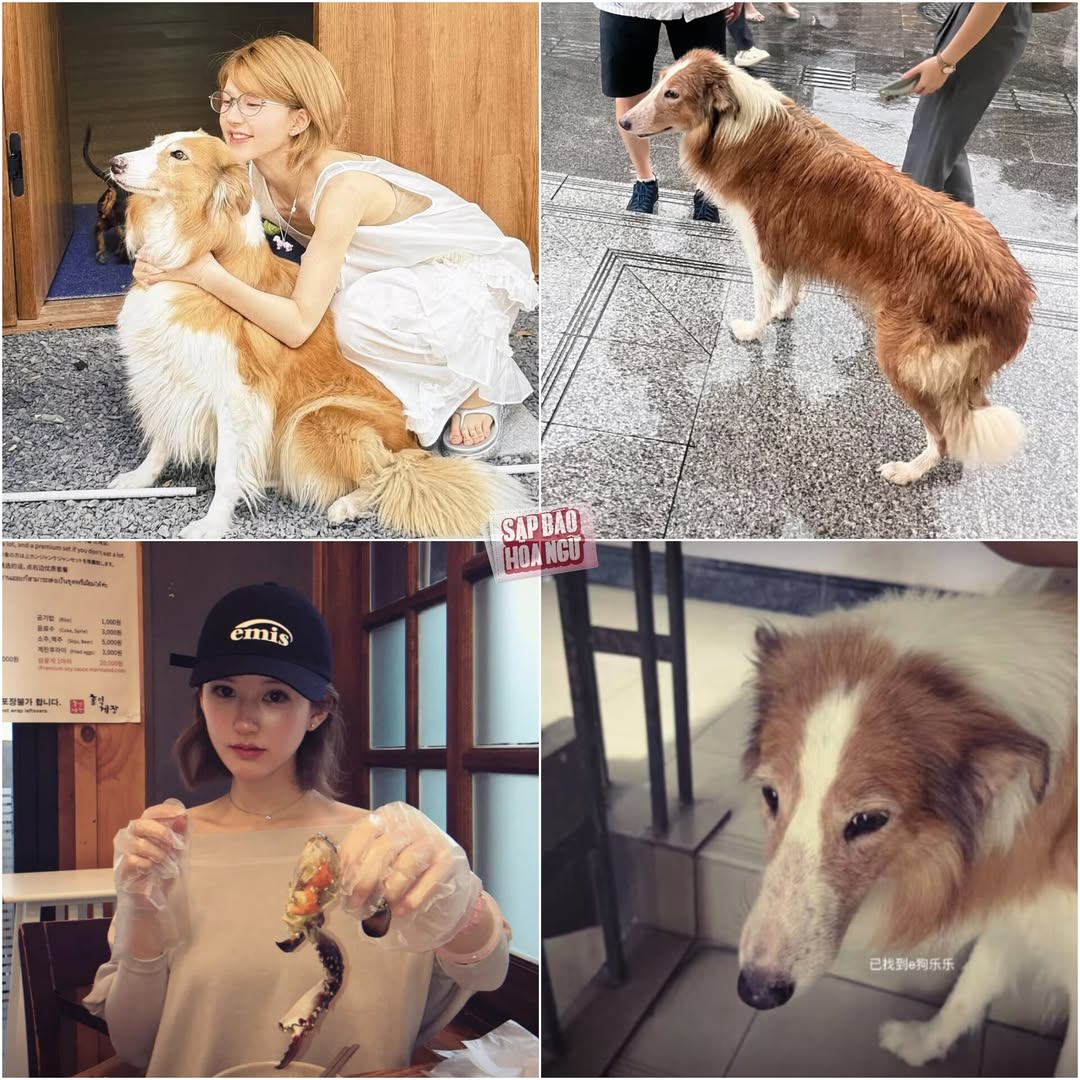 Chú cún Lạc Lạc của Triệu Lộ Tư bất ngờ lạc đường tại Hàn Quốc 2 549131116 1085987360400505 1866449902303274282 n