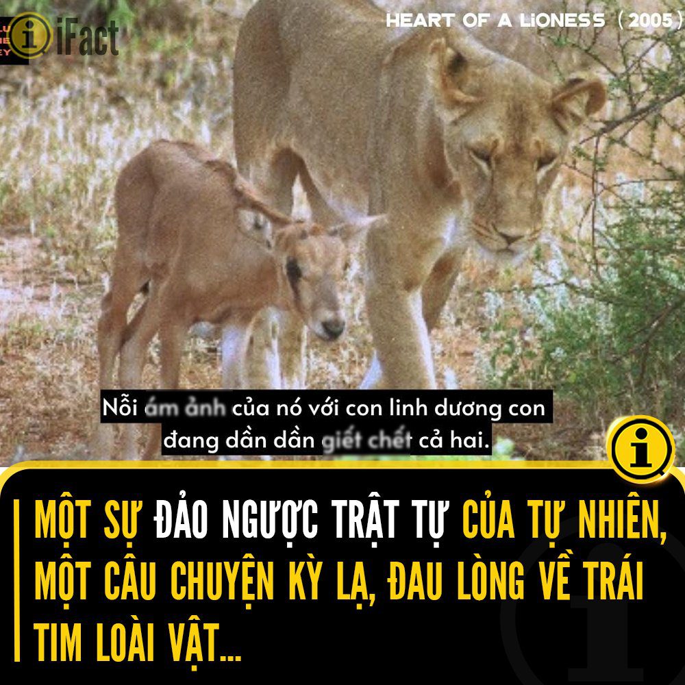 Câu chuyện cảm động về trái tim của sư tử cái Kamunyak 2 549212475 1217488583750296 1197884829165370628 n