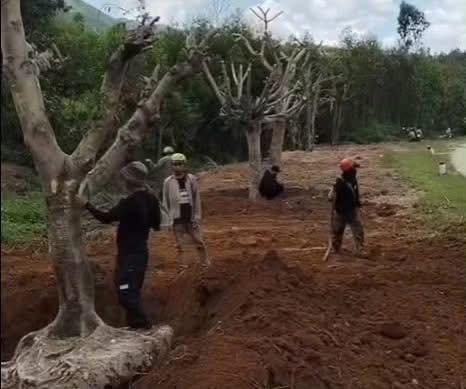 Người chồng đau lòng trồng 1000 cây hoa hồng tưởng nhớ vợ 6 549246278 1182885023872206 2097501172712150211 n
