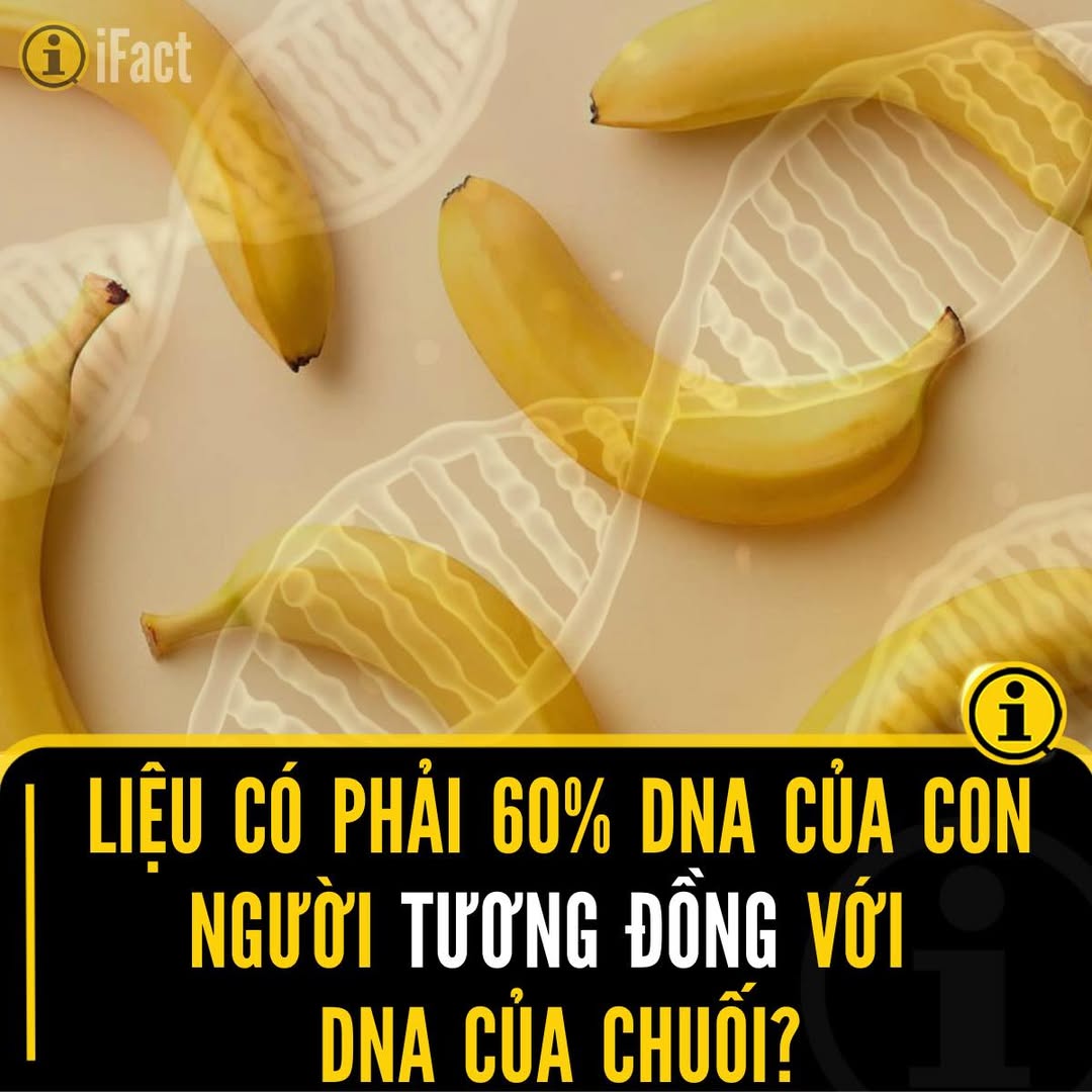 Sự Thật Thú Vị Về DNA Con Người và Chuối 2 549606419 1219292176903270 7176029931009720803 n