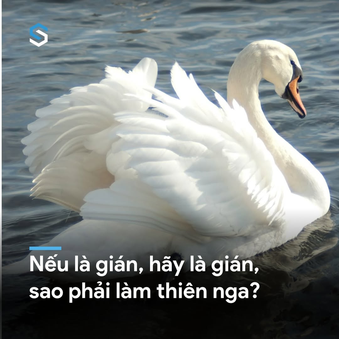 Sống Thật Với Bản Thân: Hãy Là Gián Nếu Bạn Là Gián 2 549824931 1211295824362119 1111947156910681353 n