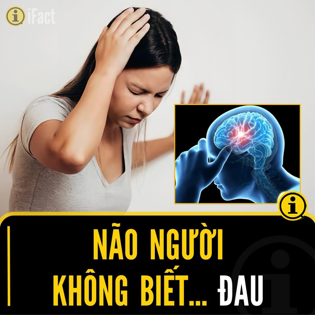 Tại sao não không cảm thấy đau dù là trung tâm xử lý tín hiệu? 2 549909390 1217667707065717 2359548985027023243 n