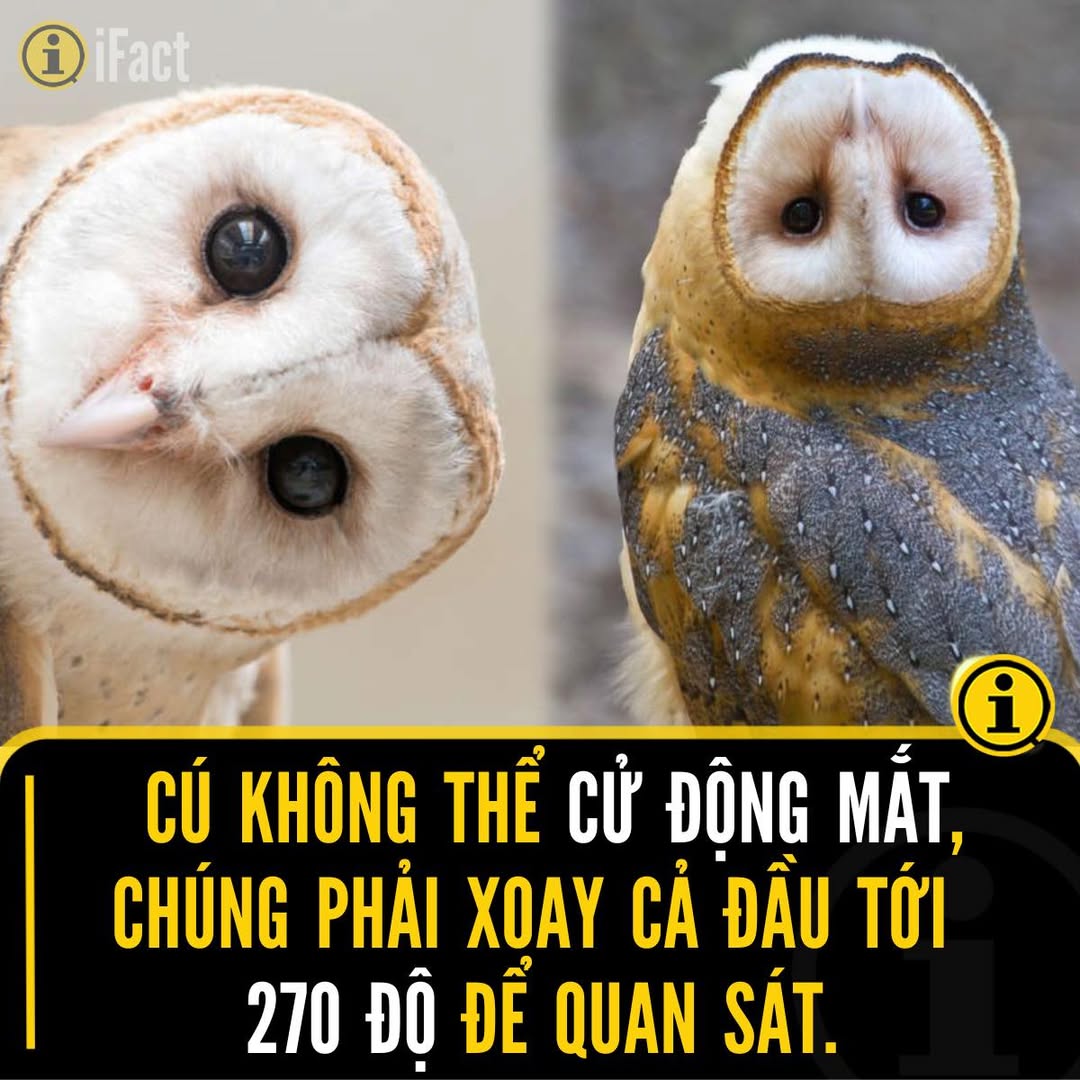Khám Phá Siêu Năng Lực Đặc Biệt Của Cú 2 550061407 1218914016941086 1944482630588729335 n