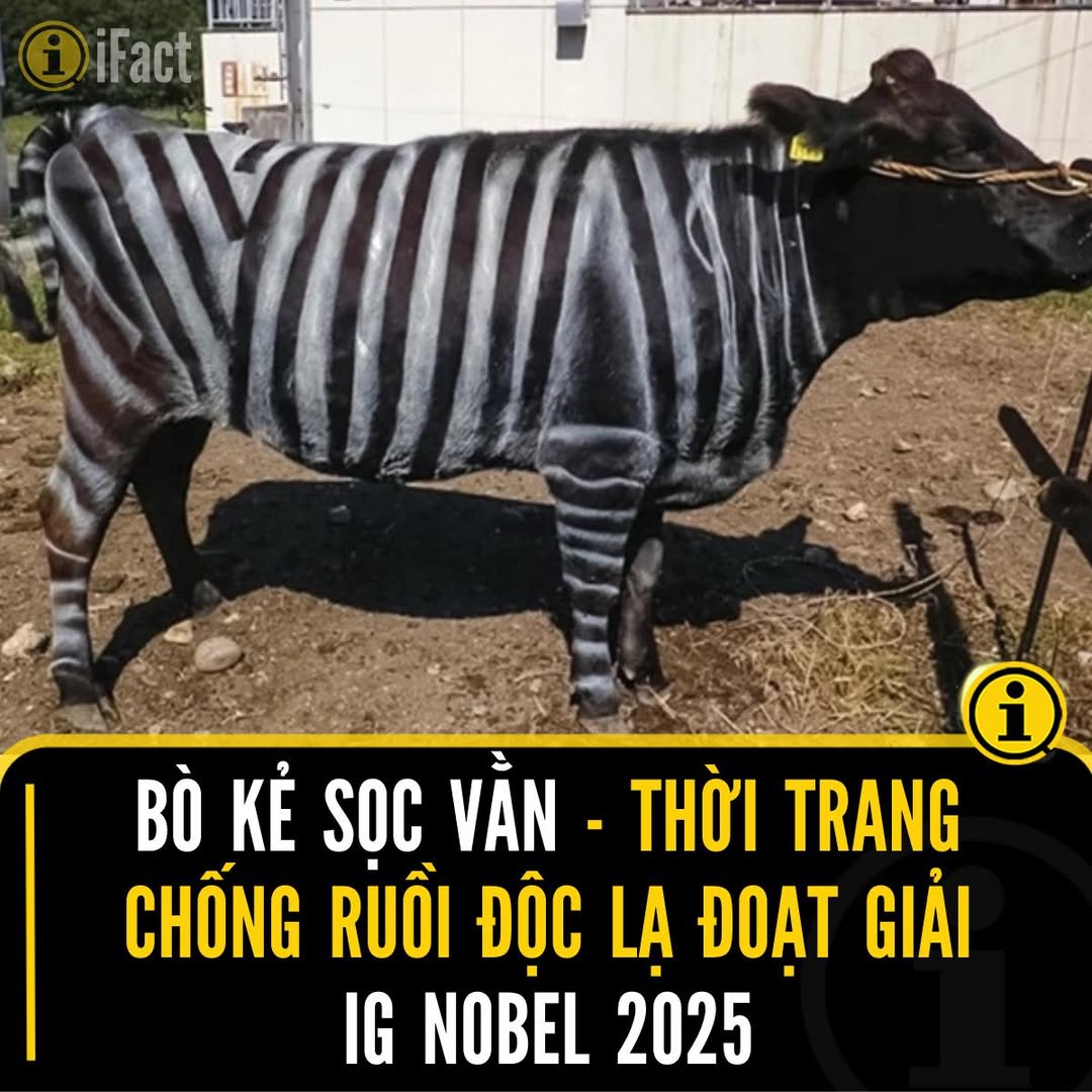 Nghiên cứu độc đáo giúp bò giảm côn trùng tấn công 2 550168465 1218810380284783 6546756711785069990 n