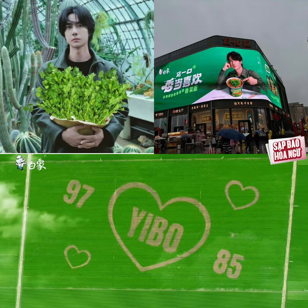 Vương Nhất Bác và cánh đồng rau mùi 11 mẫu độc đáo 2 550373207 1093398866326021 6630567508481781651 n