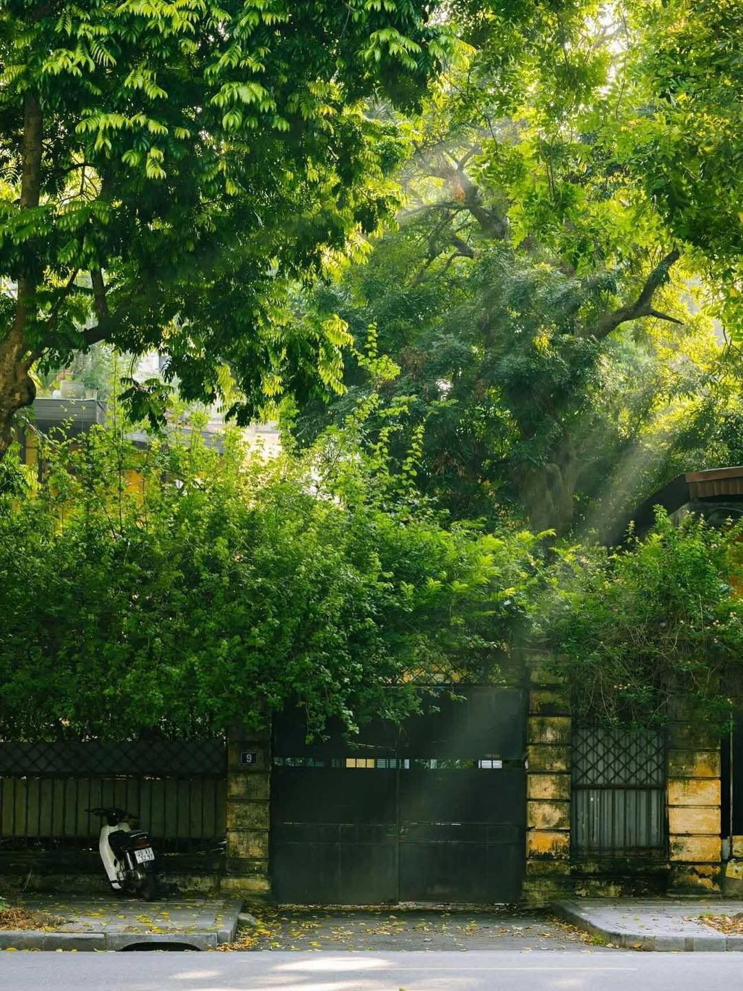 Mùa thu Hà Nội: Hương sắc và nỗi nhớ 2 550810600 1133627495535112 1938066935321452815 n
