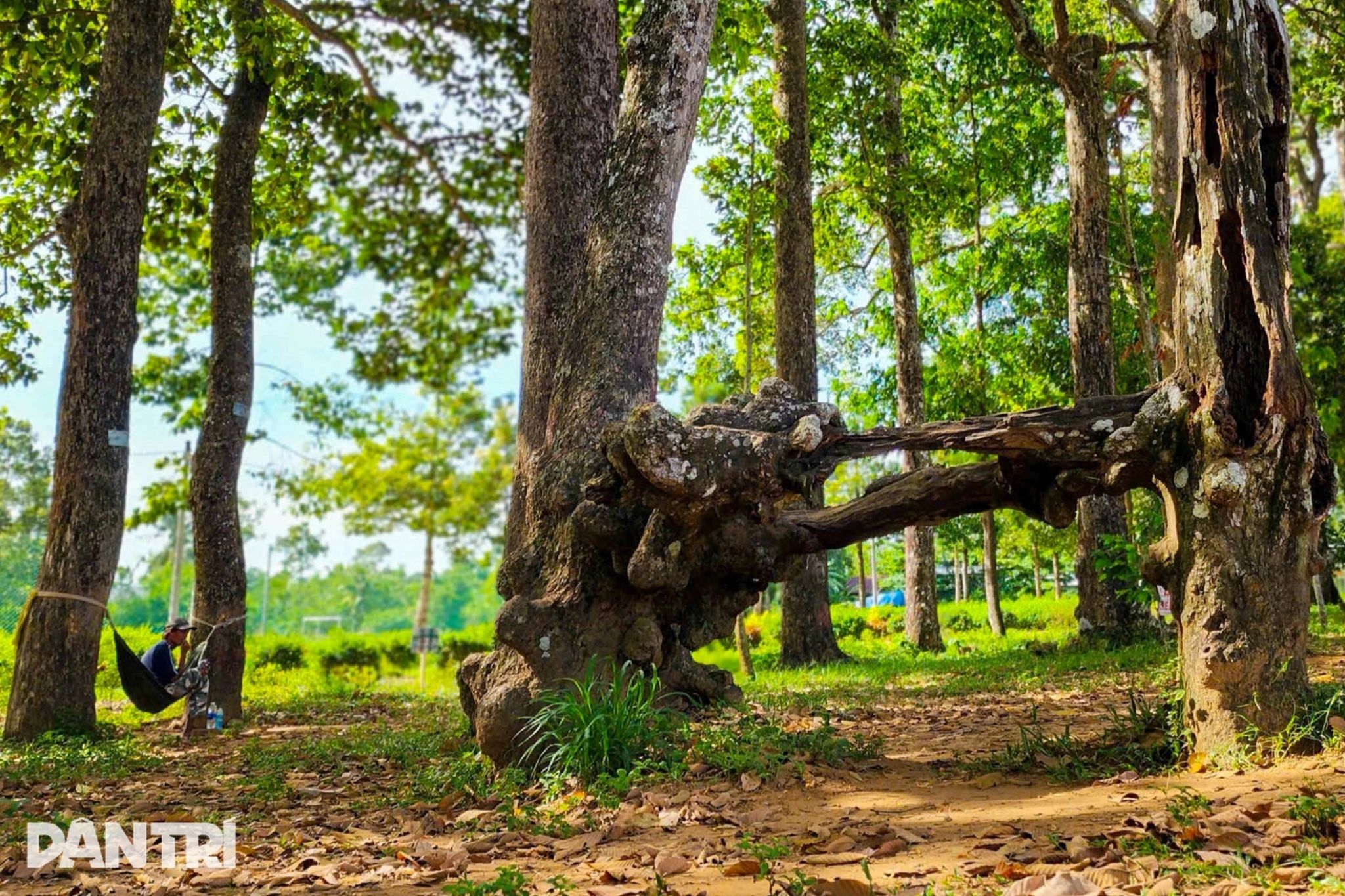 Khám Phá Ao Bà Om - Viên Ngọc Xanh Trà Vinh 3 551130196 1138331978492796 8589331598961981357 n
