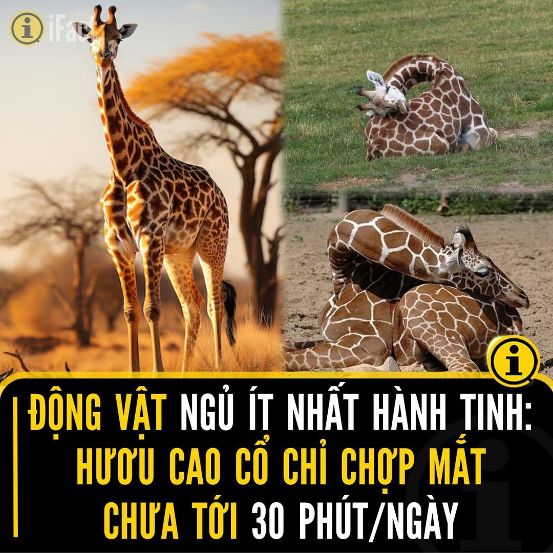 Hươu cao cổ: Động vật ngủ ít nhất thế giới 2 551249752 1217921993706955 8484137281640683546 n