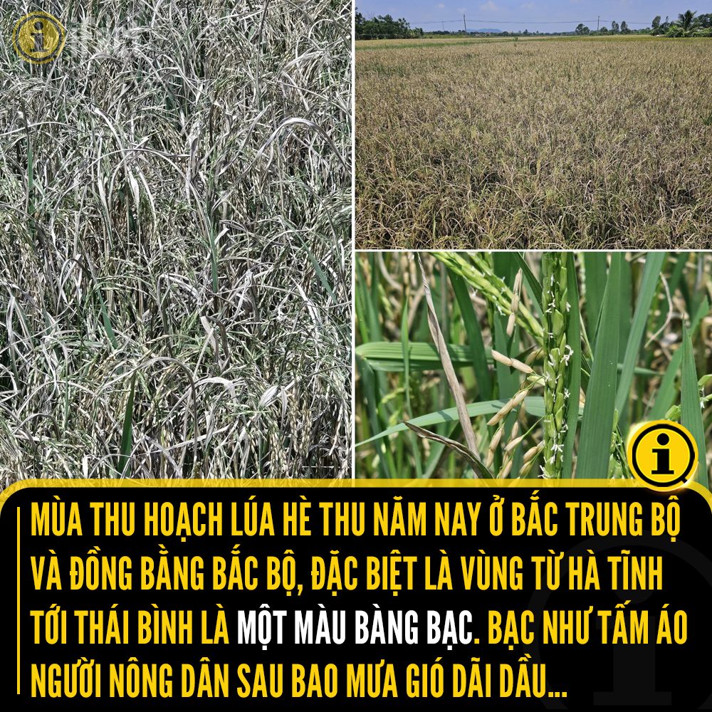 Mùa thu hoạch lúa khó khăn vì bão lũ tại Bắc Trung Bộ 2 551872005 1221239216708566 2407789575349597700 n