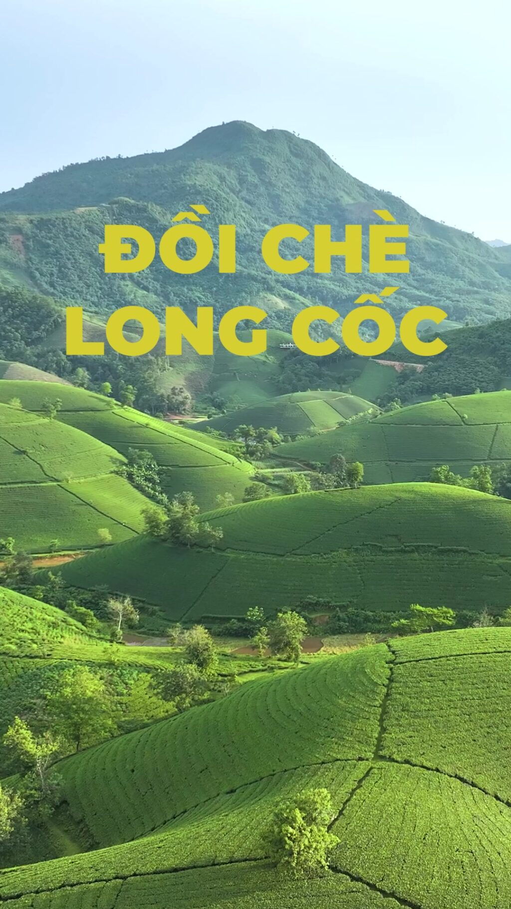 Khám Phá Đồi Chè Long Cốc: Nơi Giao Thoa Của Thiên Nhiên 2 552276271 2585906071772370 4709386016673083652 n