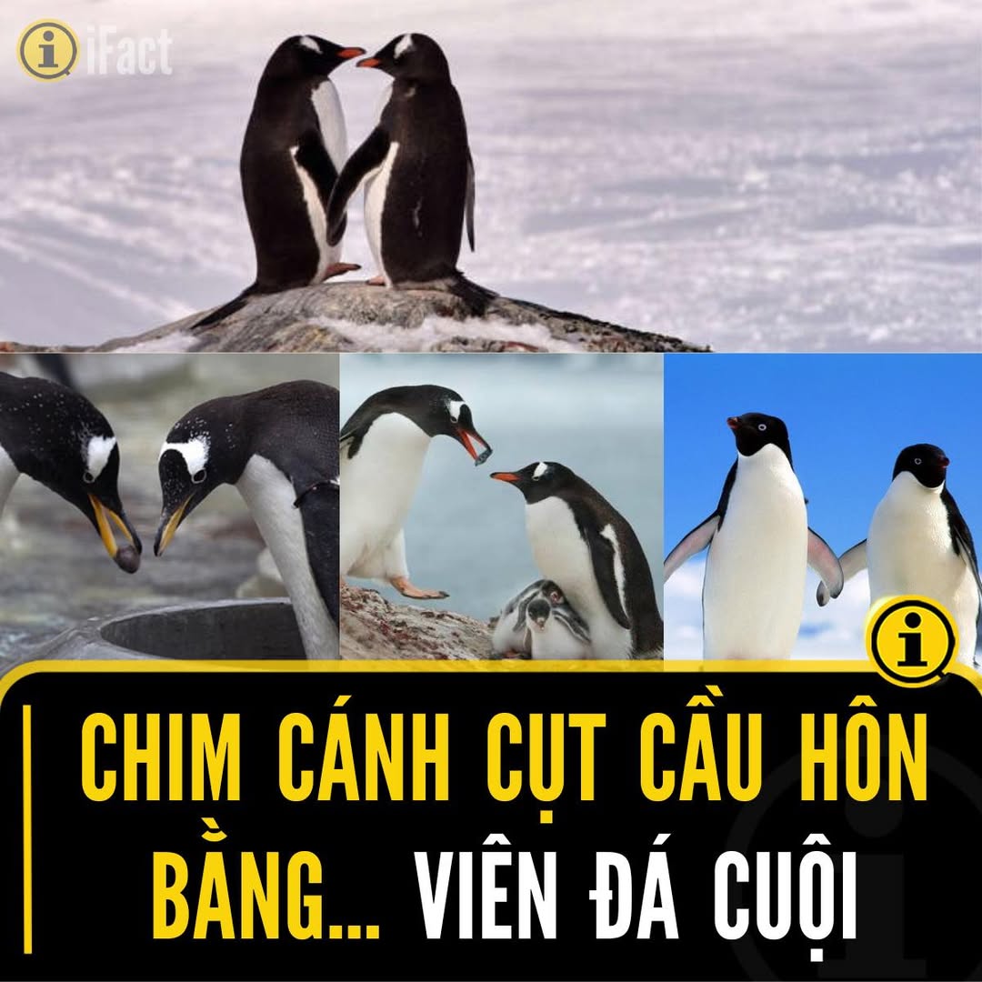 Khám Phá Cách Tỏ Tình Độc Đáo Của Chim Cánh Cụt 2 552563987 1219401673558987 3659197844791138117 n