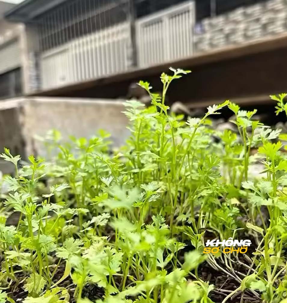 Chồng trồng rau cạnh đường ray, vợ than khóc khi công nhân đến 5 552954790 1125202579705171 7576697291668429530 n