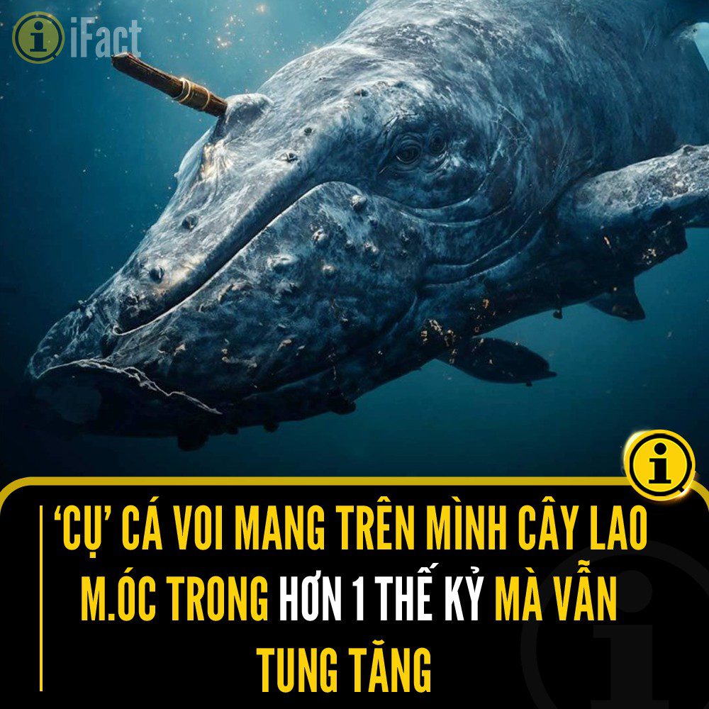 Cá voi bowhead: Biểu tượng của sức sống bền bỉ 2 552991504 1222987633200391 7419749207007222040 n