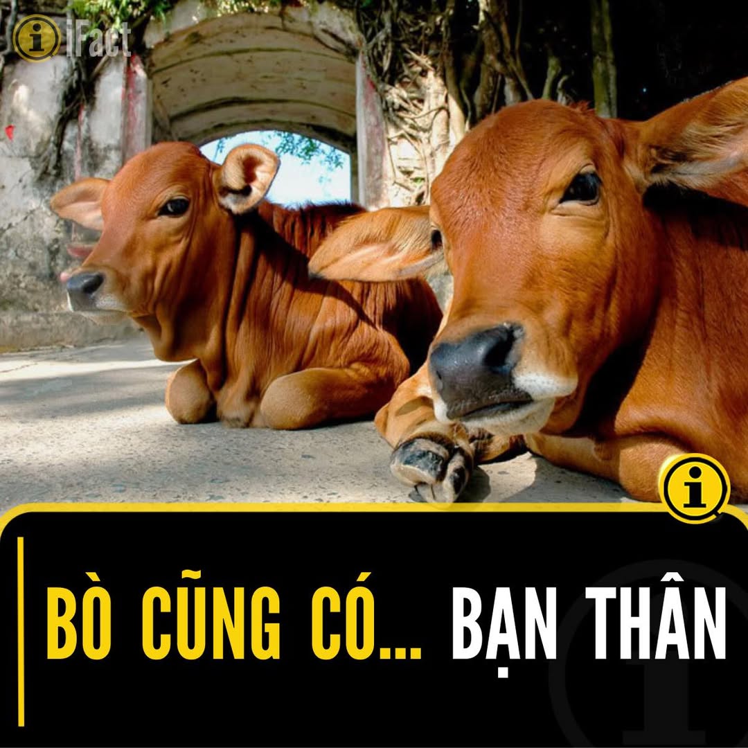 Bò cũng có bạn thân: Nghiên cứu thú vị từ Đại học Northampton 2 553230202 1219673093531845 1102018467931603321 n