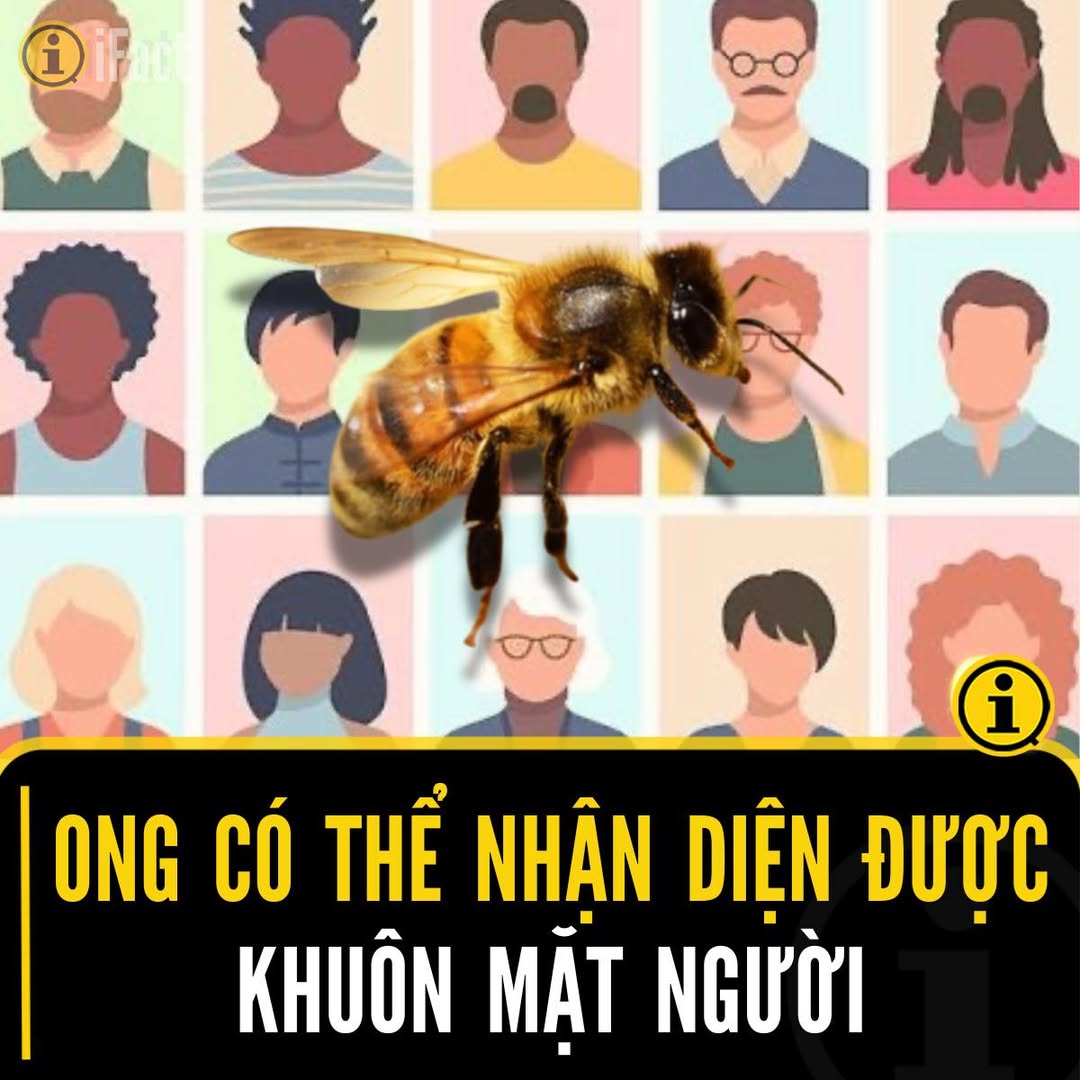 Ong mật có khả năng nhận diện khuôn mặt người gây bất ngờ 2 554080356 1222991459866675 8655861382895402071 n