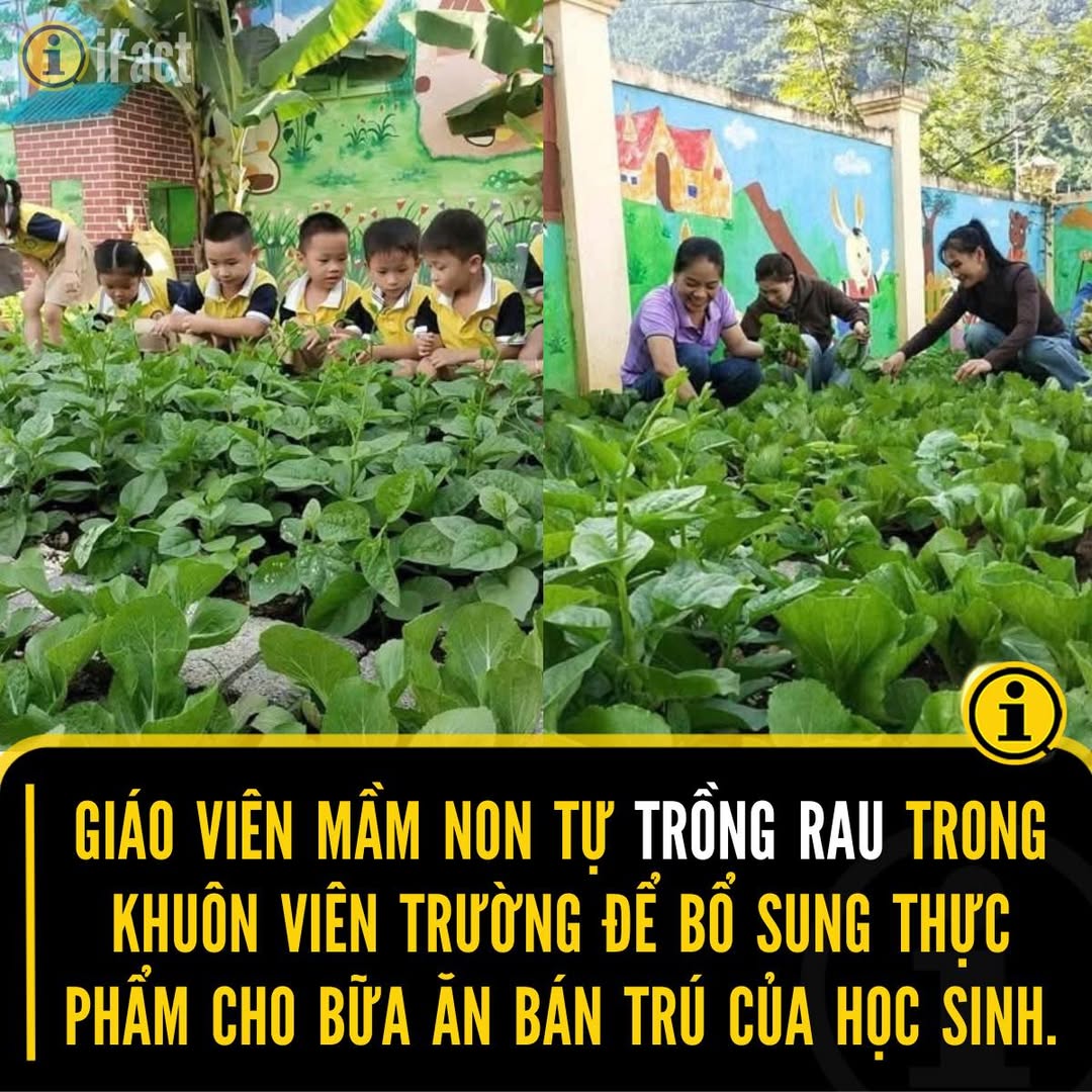 Trường Mầm non Mường Xén tự trồng rau cho bữa ăn học sinh 2 555419520 1224067713092383 3312607665505047473 n