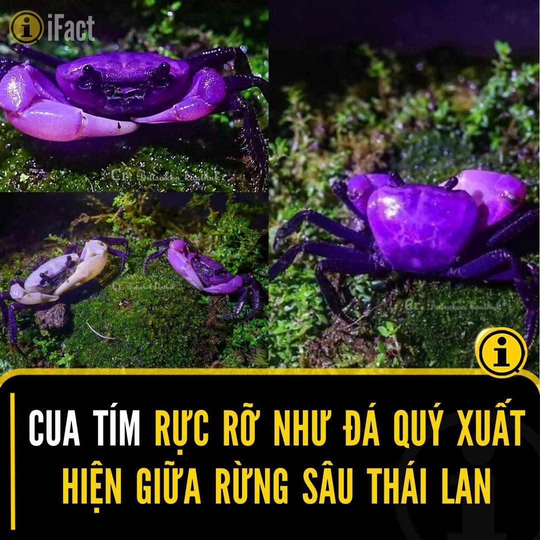 Khám Phá Loài Cua Sirindhorn Hiếm Có Tại Vườn Quốc Gia Kaeng Krachan 2 555535431 1225113369654484 193801828564065666 n