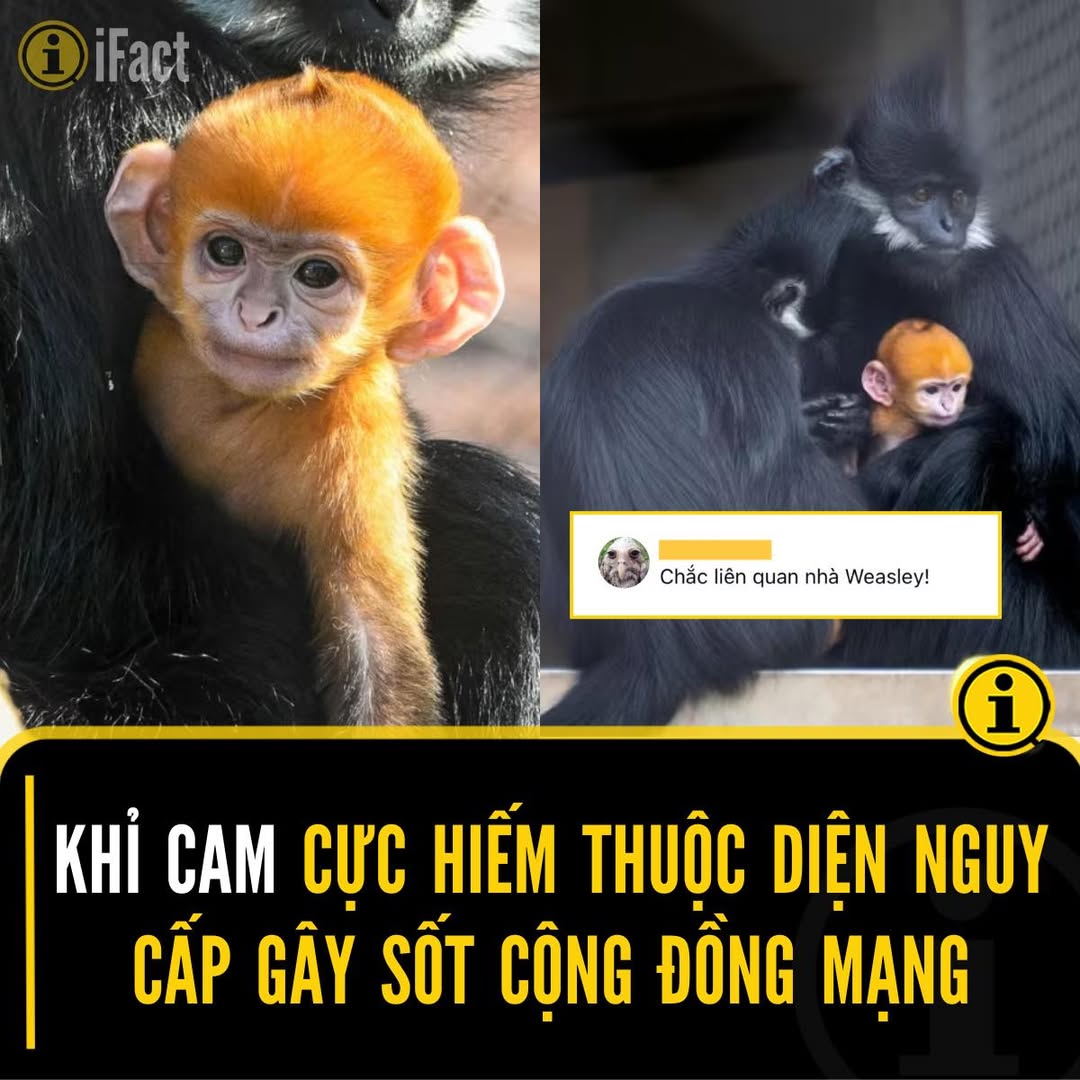 Khỉ Francois cực hiếm chào đời tại Vườn thú Oklahoma 2 555545505 1225552732943881 3523460546626232050 n