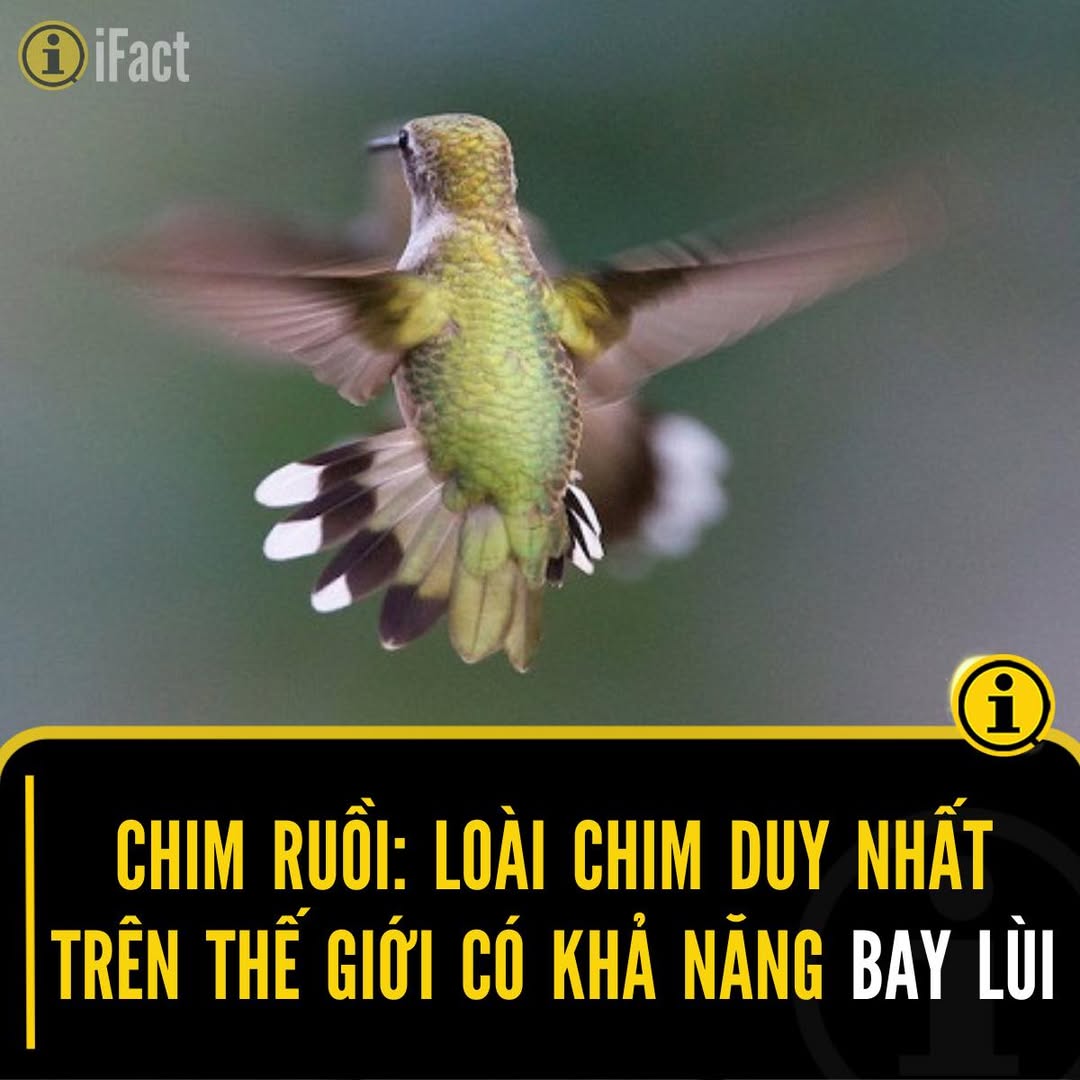 Khám Phá Khả Năng Bay Lùi Đặc Biệt Của Chim Ruồi 2 555617154 1224508789714942 9071858368332909902 n