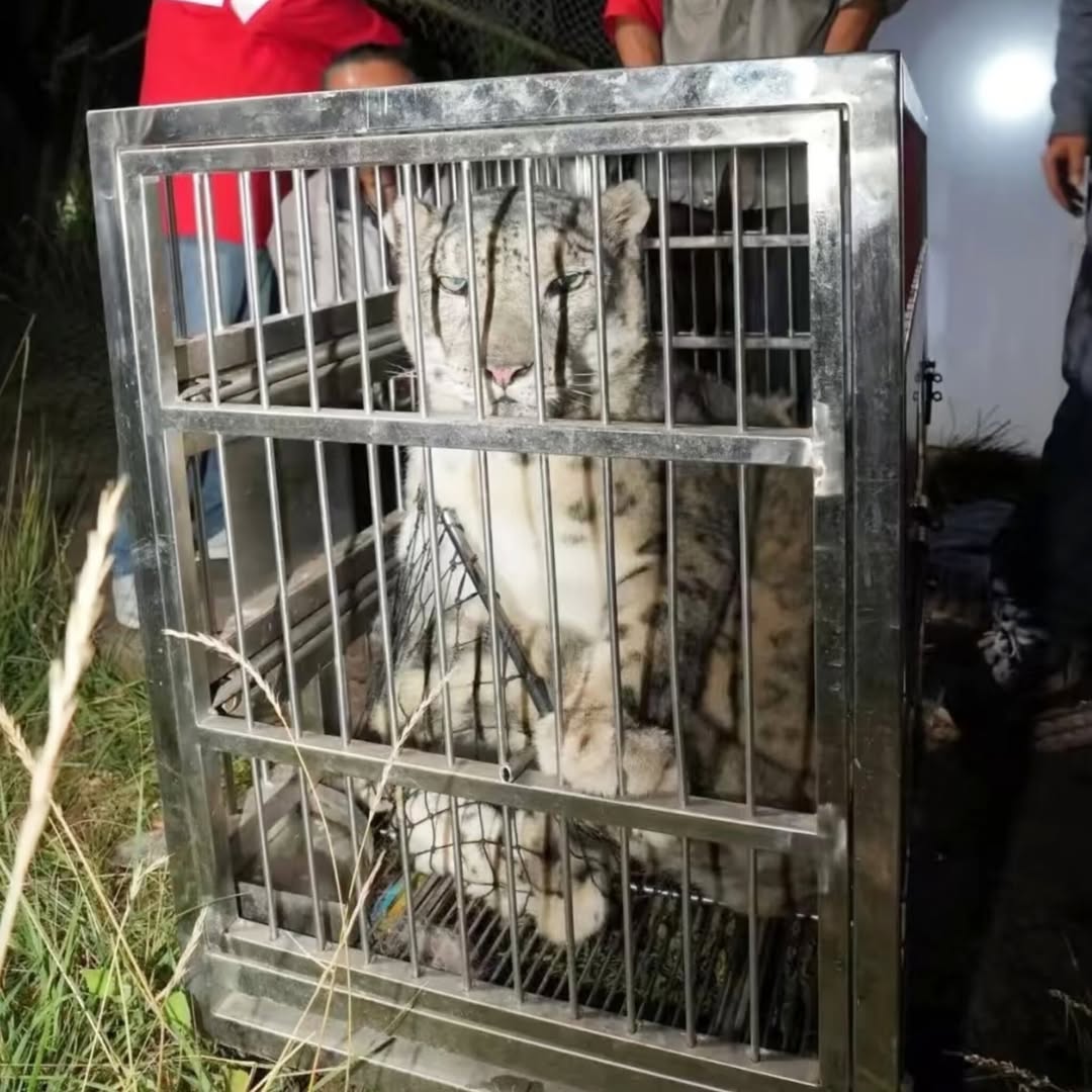 Chú báo tuyết 16 tuổi trốn thoát, thành meme gây sốt mạng xã hội 2 555669394 1095431236122784 8876708753481471262 n