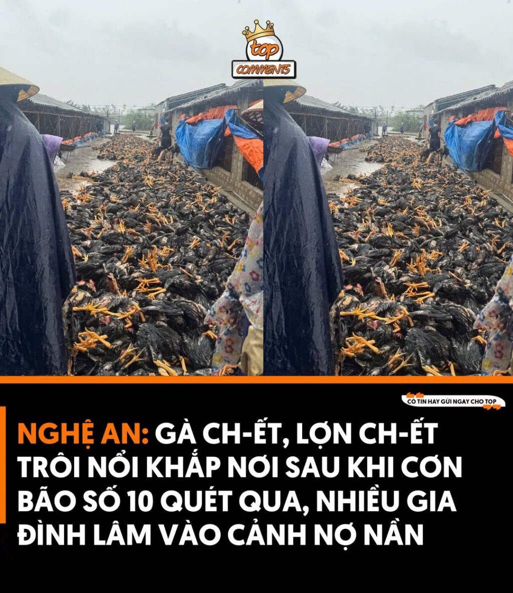 Thiệt hại nặng nề từ mưa bão tại Diễn Châu và Kỳ Hoa 2 556873934 1248720080633901 5248608885580634067 n