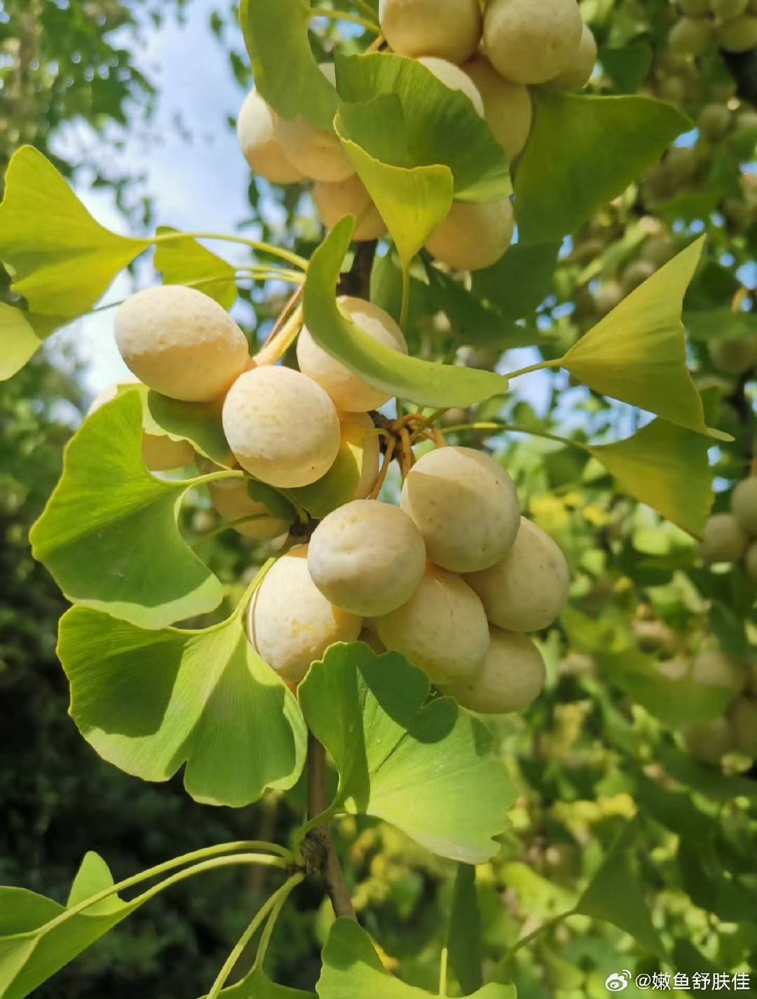 Ngân Hạnh: Quả đẹp nhưng mùi thối kinh hoàng! 2 556067888 1327423622081261 247311473560433104 n