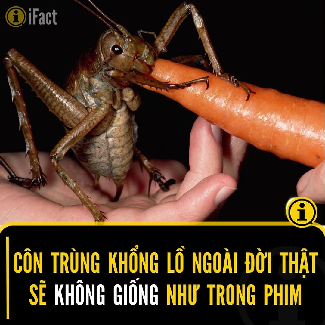 Côn Trùng Khổng Lồ: Sự Thay Đổi Hình Dáng Khi Tăng Kích Thước 2 557455483 1229264762572678 4149305450599884693 n
