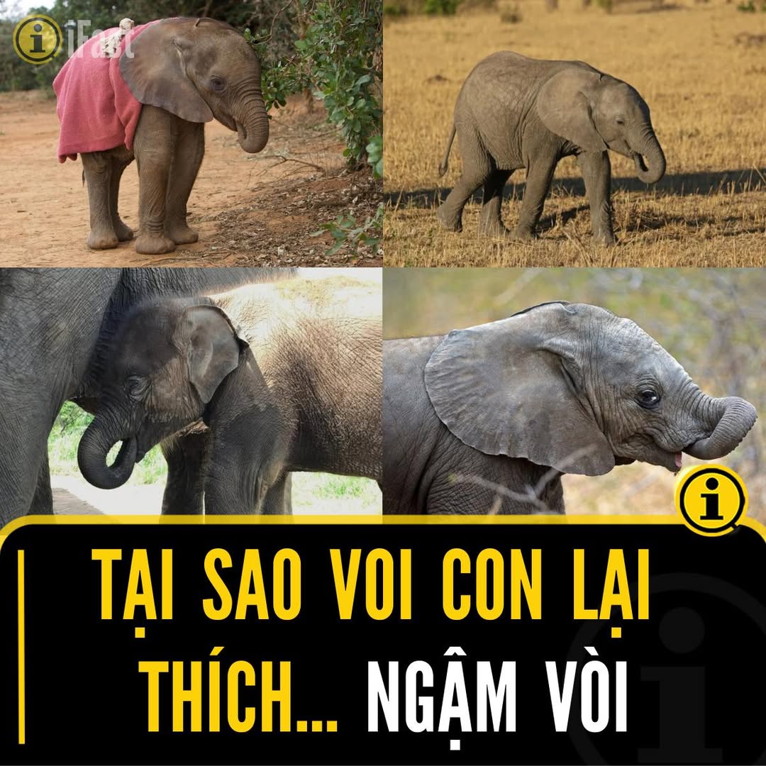Khám Phá Cuộc Sống Thú Vị Của Voi Con 2 557696164 1230393465793141 21457236832382370 n