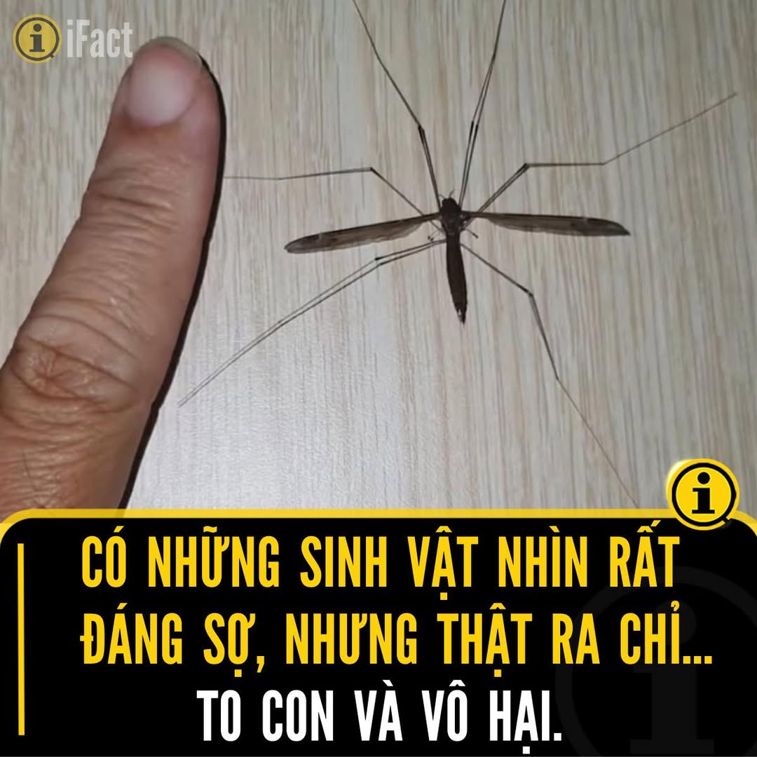 Đừng Để Ngoại Hình Đánh Lừa: Khám Phá Ruồi Hạc 2 558099421 1232190185613469 7149575620900252326 n