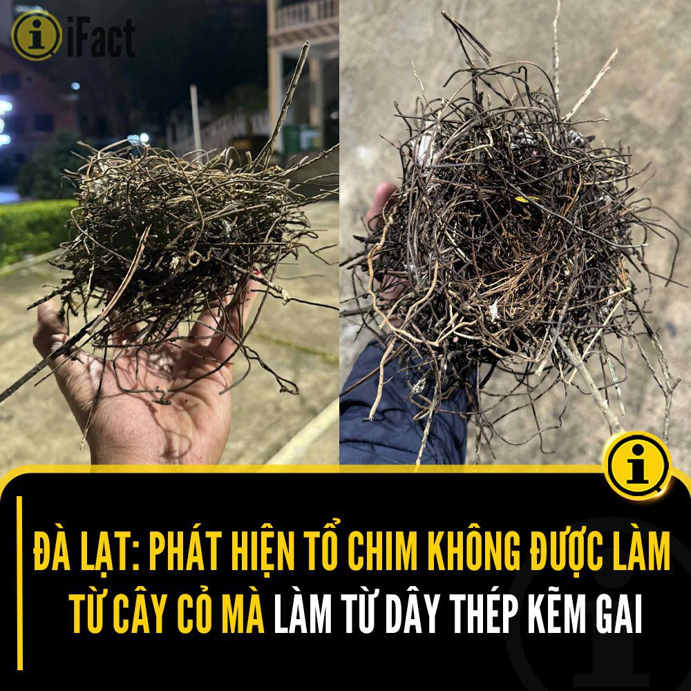 Chim Đà Lạt Đột Phá Với Tổ Làm Từ Kẽm Gai 2 558874682 1233383648827456 8239728993594922901 n