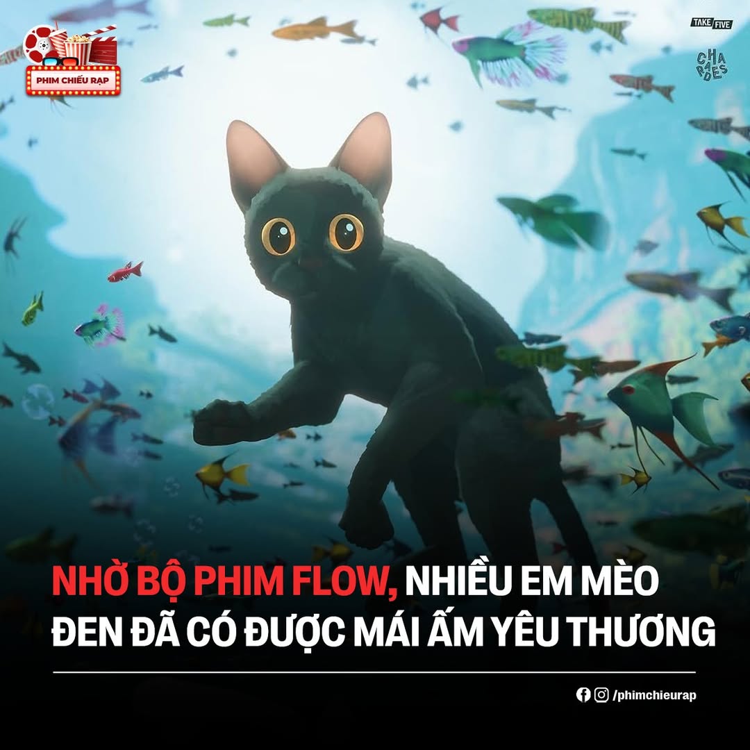 Phim 'Flow' khơi dậy phong trào yêu mèo đen tại Mỹ 2 558979206 781131731438631 8659386836369218684 n