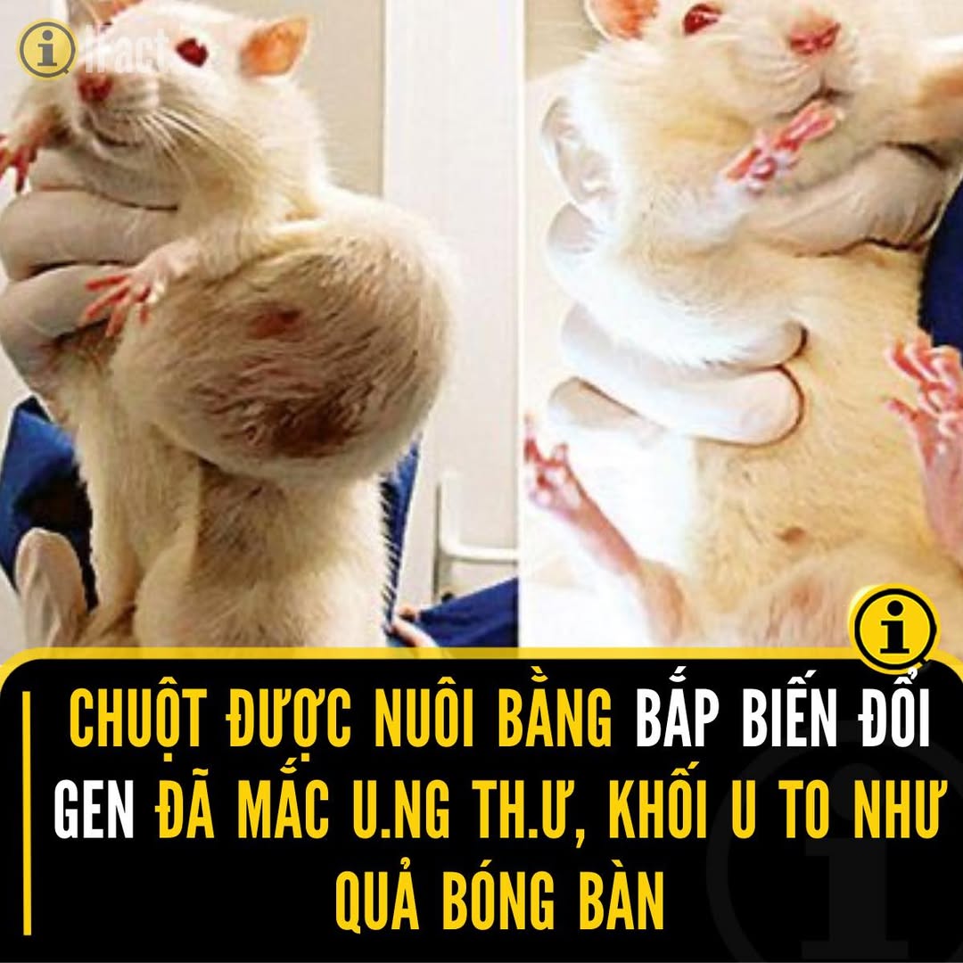 Nghiên cứu gây chấn động về bắp biến đổi gene và sức khỏe chuột 2 561063221 1237109708454850 8968693648965518727 n